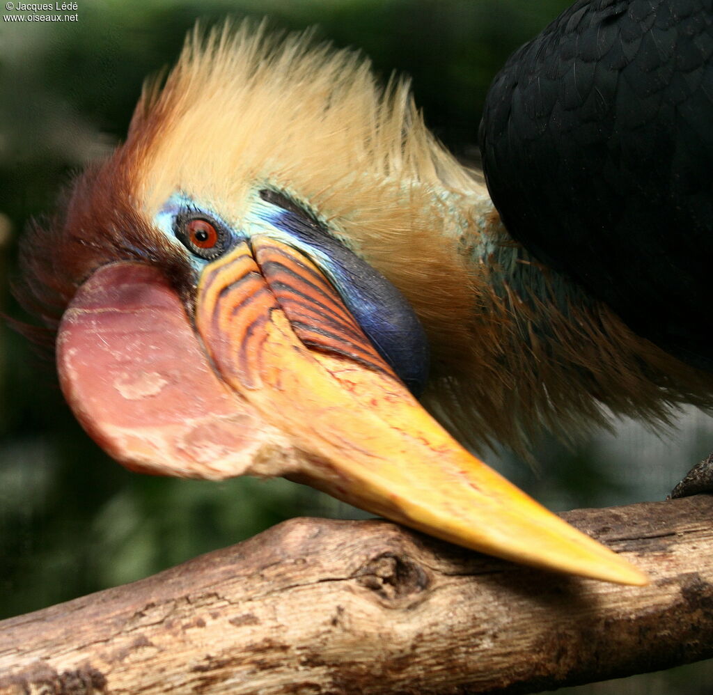 Knobbed Hornbill