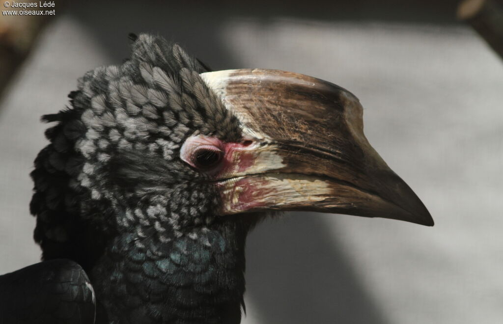 Silvery-cheeked Hornbill