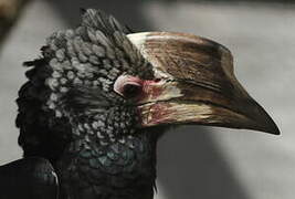 Silvery-cheeked Hornbill