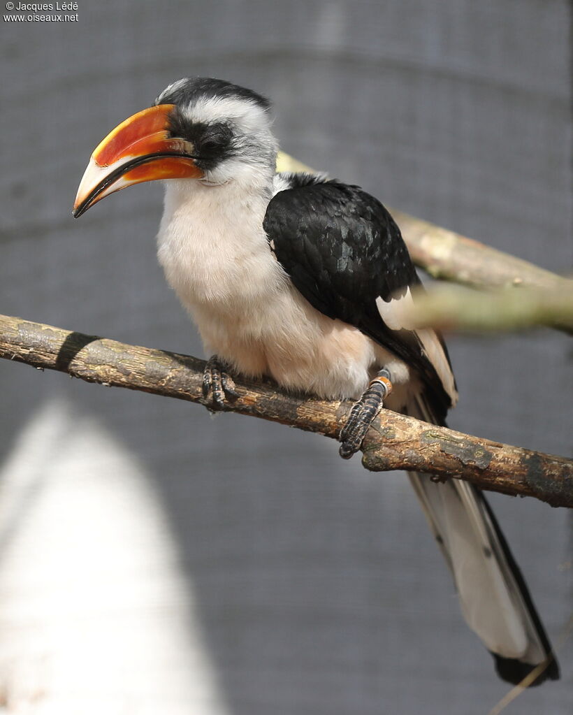 Von der Decken's Hornbill