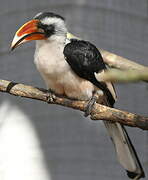 Von der Decken's Hornbill