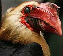 Writhed Hornbill