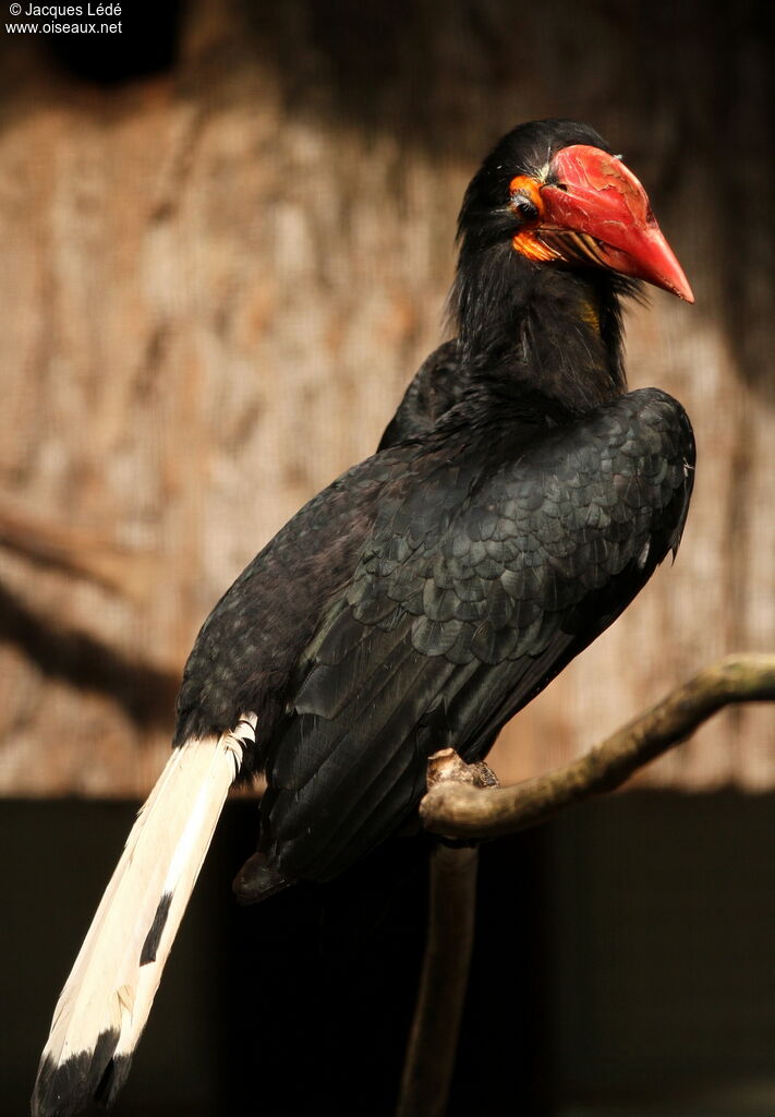 Writhed Hornbill