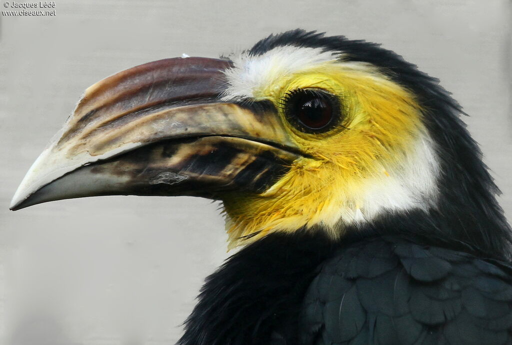 Sulawesi Hornbill