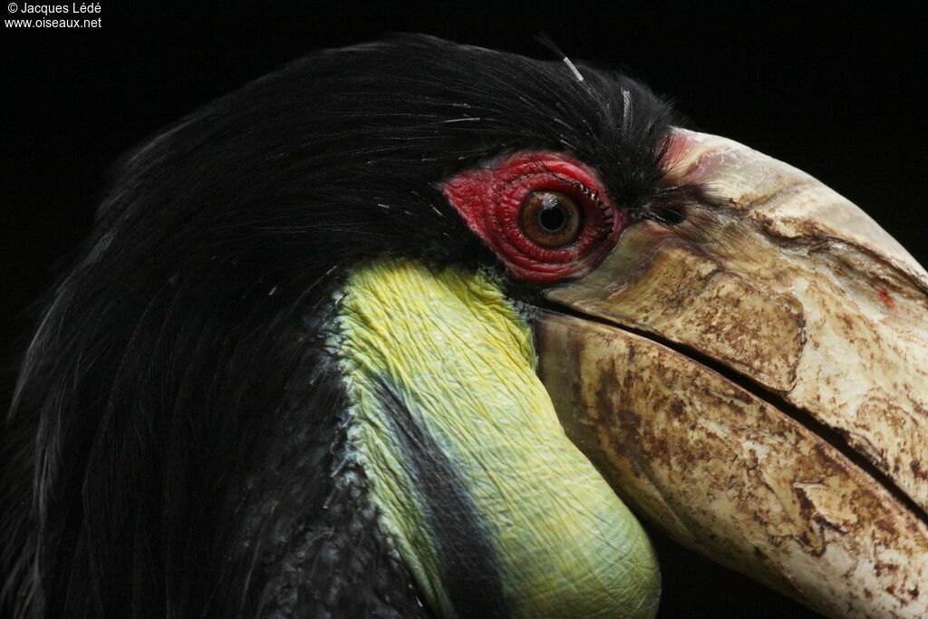 Wreathed Hornbill