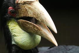 Wreathed Hornbill