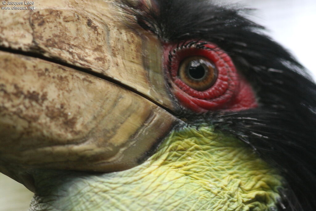 Wreathed Hornbill