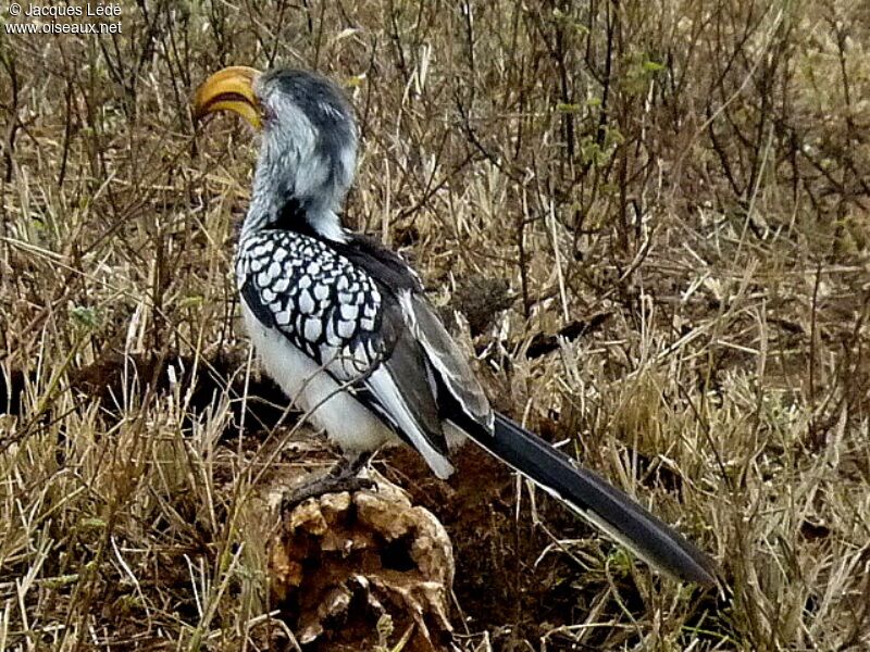 Southern Yellow-billed Hornbill