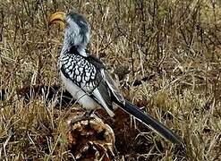 Southern Yellow-billed Hornbill