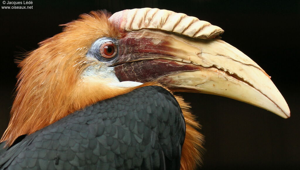 Blyth's Hornbill