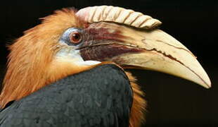 Blyth's Hornbill