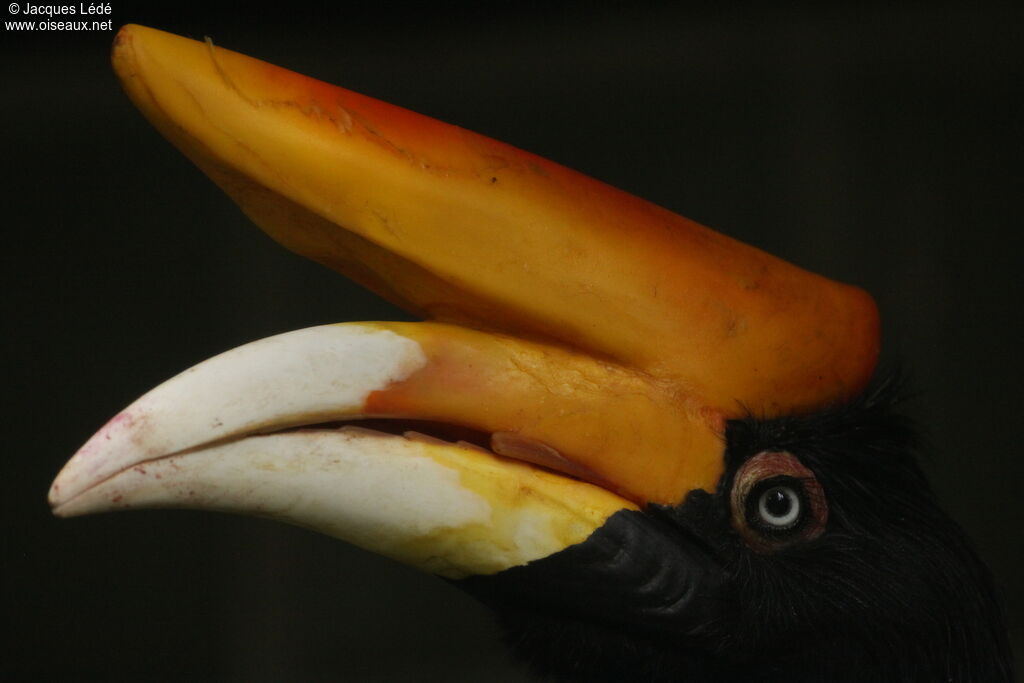 Rhinoceros Hornbill