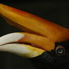 Calao rhinocéros