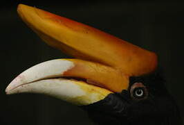 Rhinoceros Hornbill