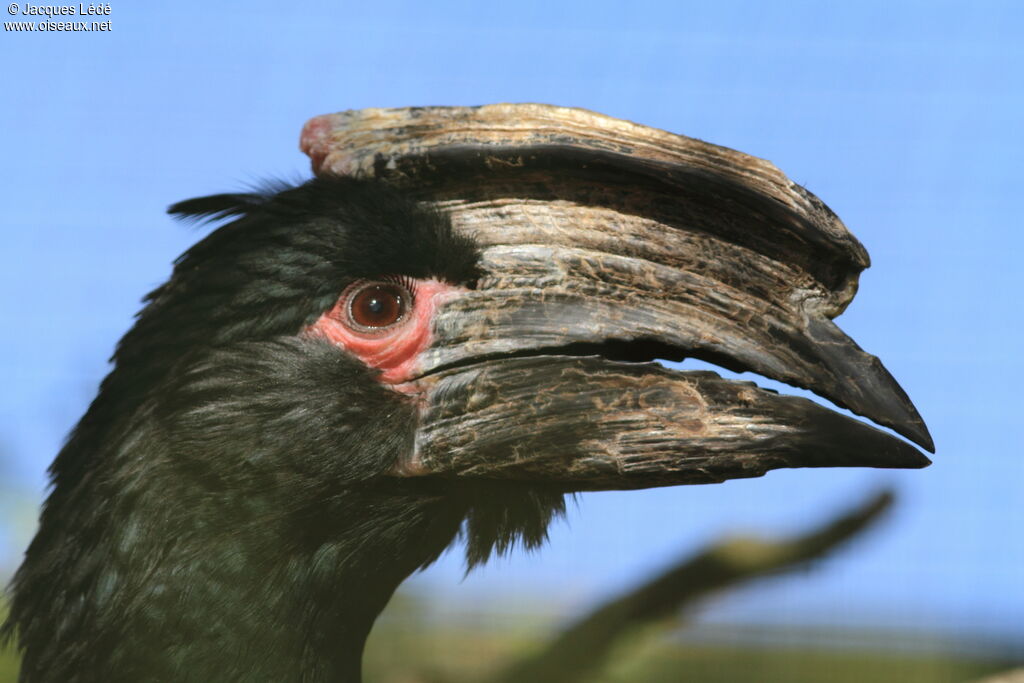 Trumpeter Hornbill