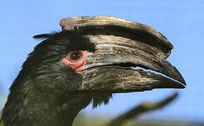 Trumpeter Hornbill