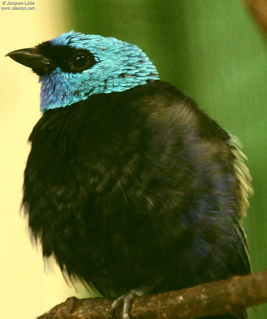 Blue-necked Tanager