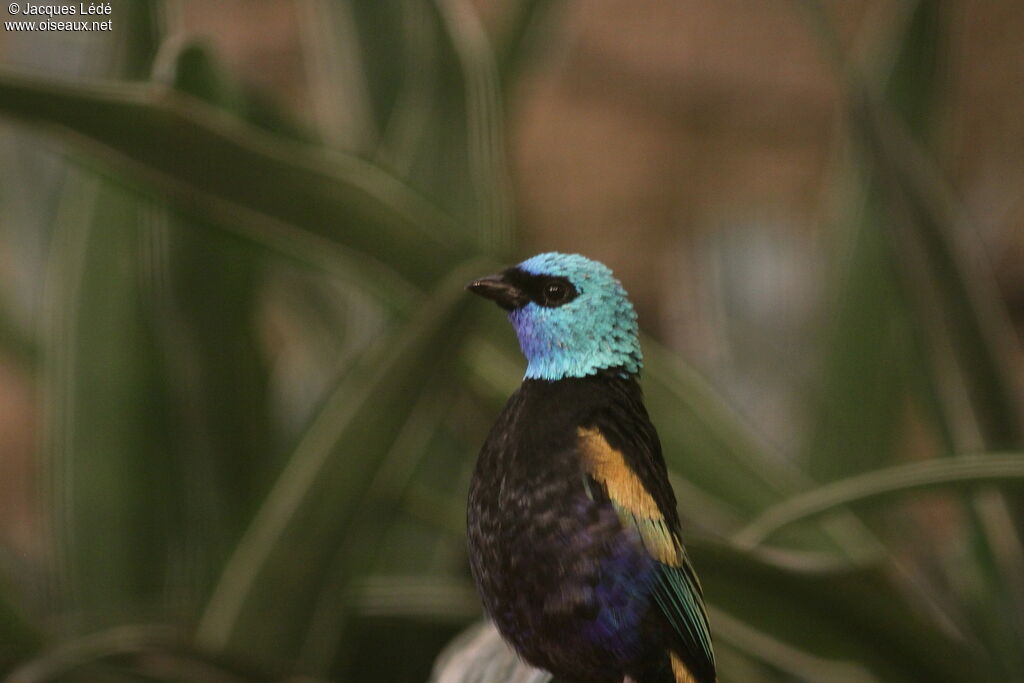 Blue-necked Tanager