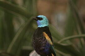 Blue-necked Tanager