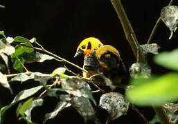 Golden Tanager