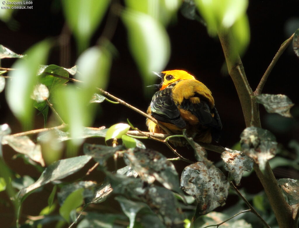 Golden Tanager