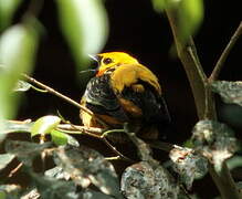 Golden Tanager