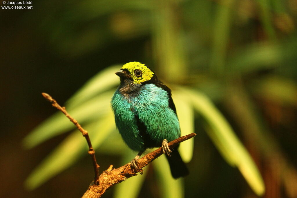 Paradise Tanager