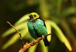 Paradise Tanager