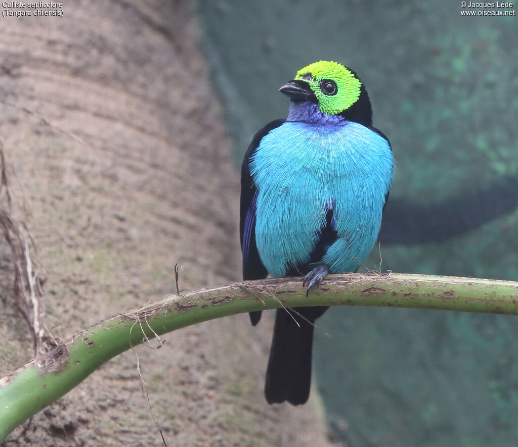 Paradise Tanager