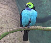 Paradise Tanager