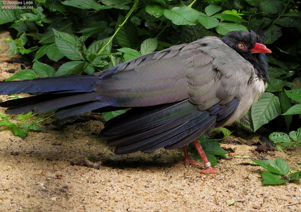 Coral-billed Ground Cuckoo