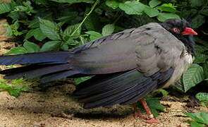 Coral-billed Ground Cuckoo