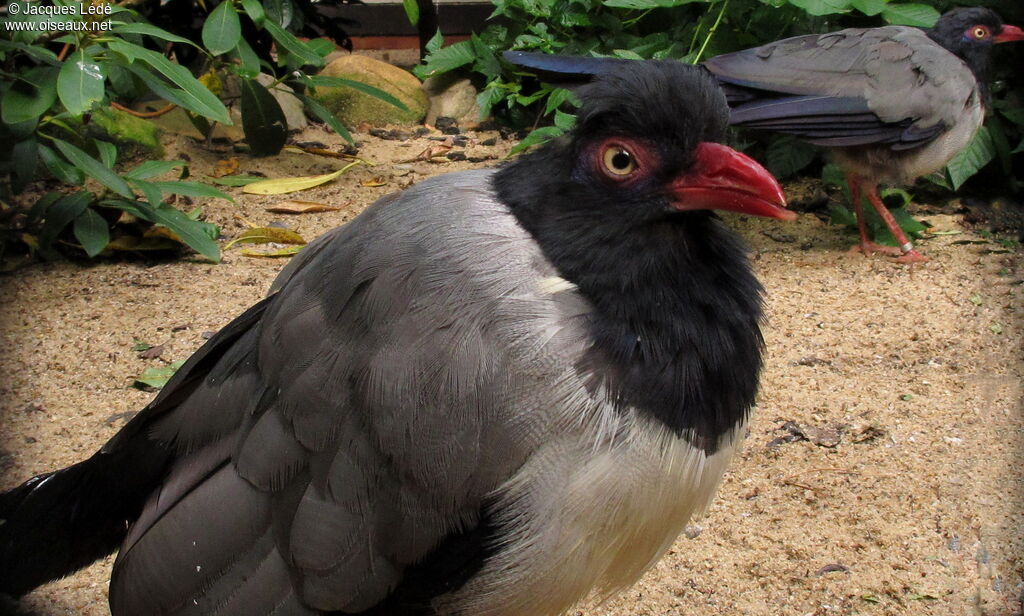 Coral-billed Ground Cuckoo