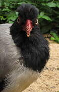 Coral-billed Ground Cuckoo