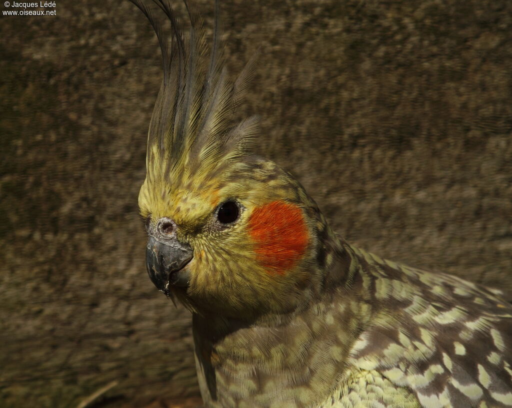 Cockatiel