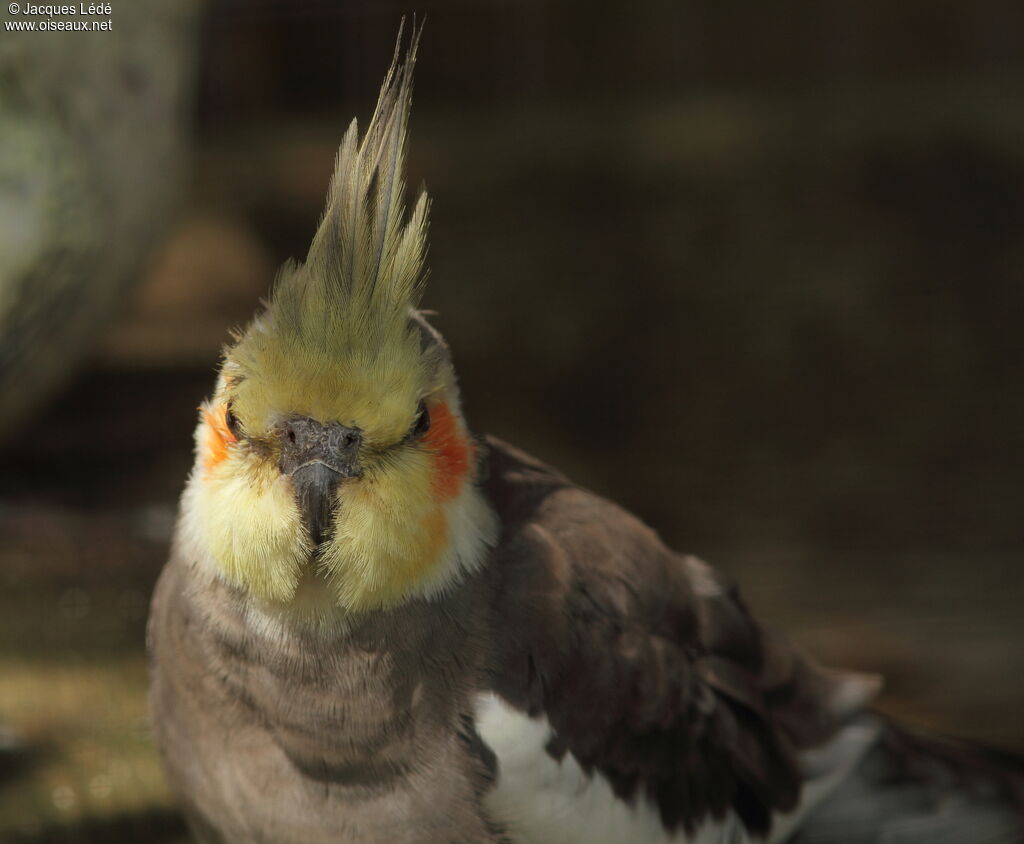 Cockatiel