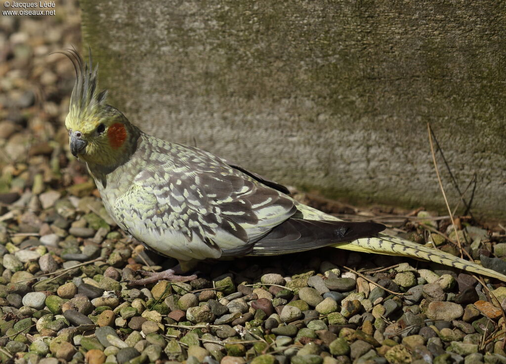 Cockatiel