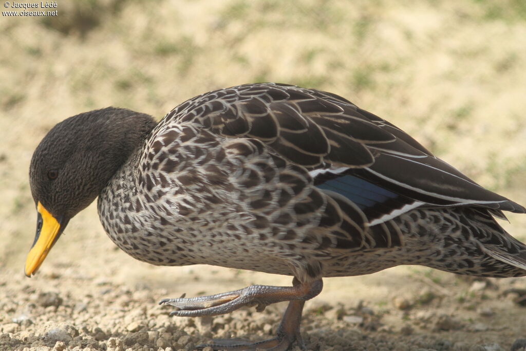 Canard à bec jaune