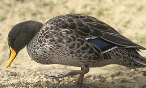 Yellow-billed Duck