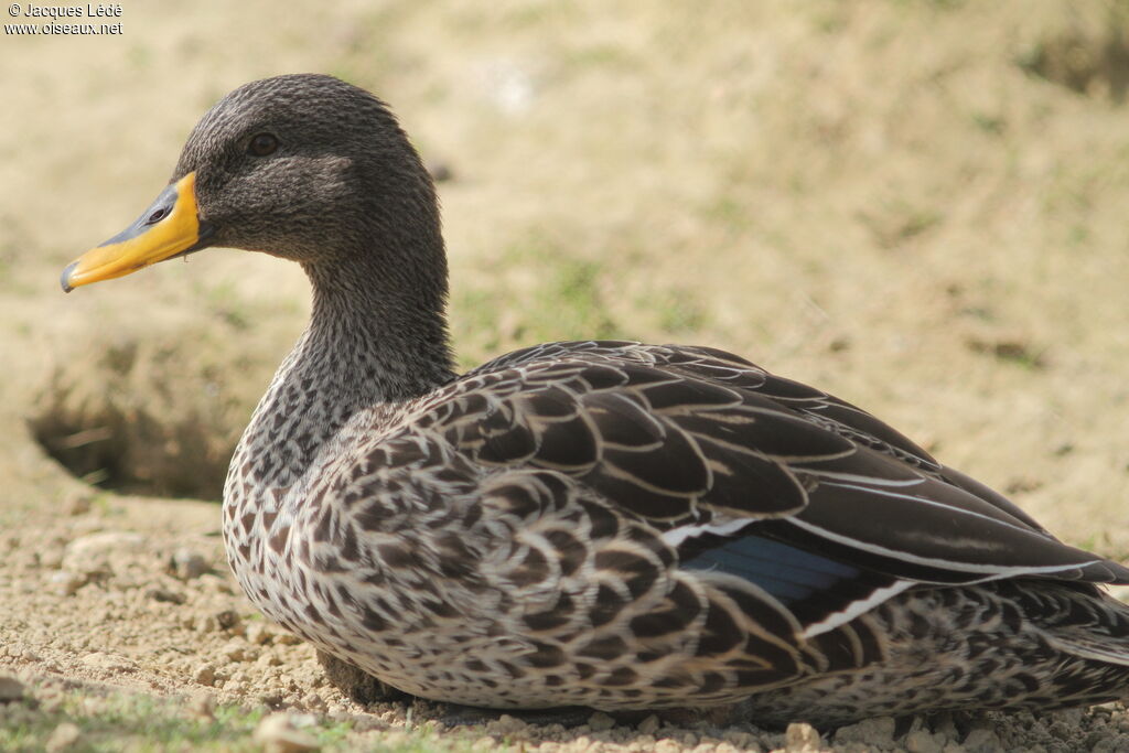 Canard à bec jaune