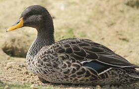 Canard à bec jaune