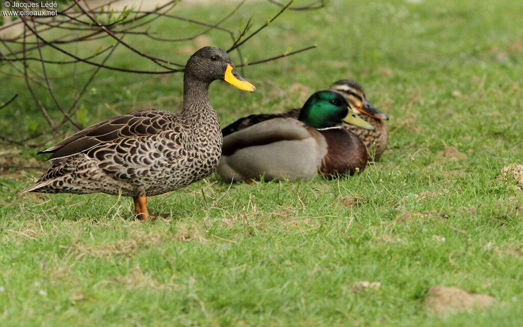 Canard à bec jaune