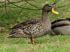 Canard à bec jaune