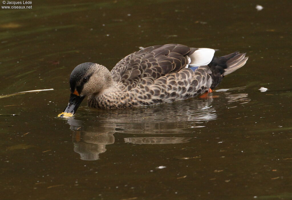 Canard à bec tacheté