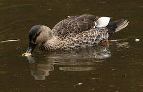 Indian Spot-billed Duck