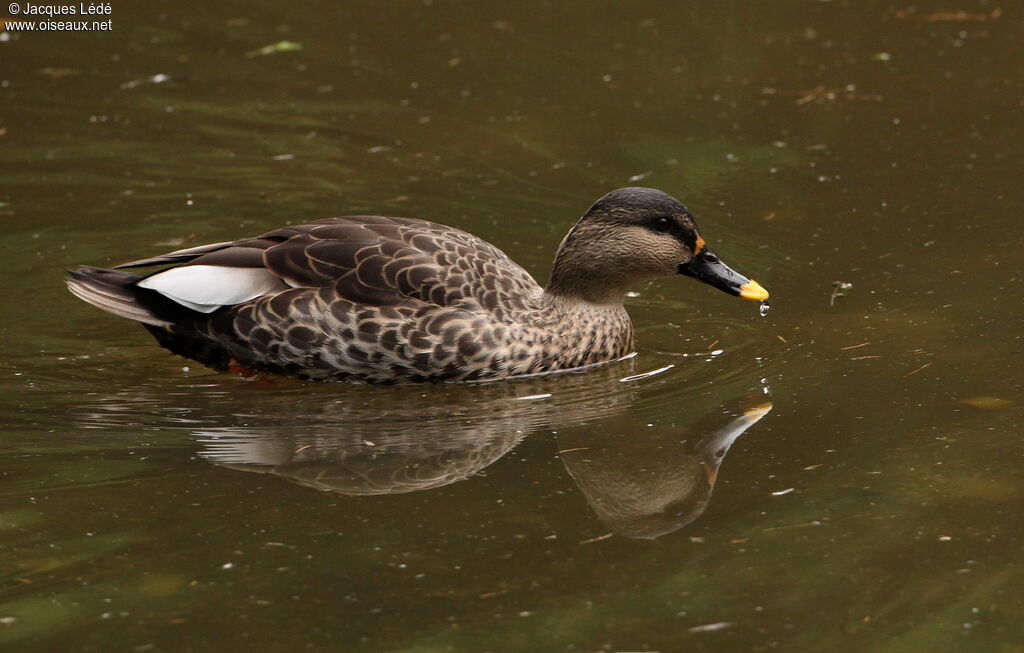 Canard à bec tacheté