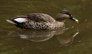 Indian Spot-billed Duck