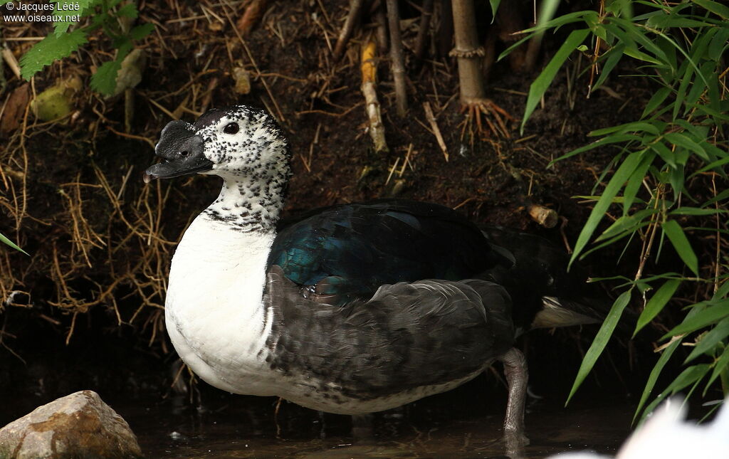 Canard à bosse