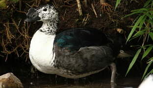 Knob-billed Duck