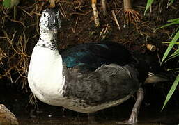 Knob-billed Duck